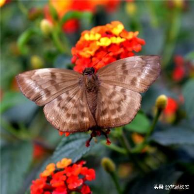 【应用案例】极耳撕裂&翻折外观...